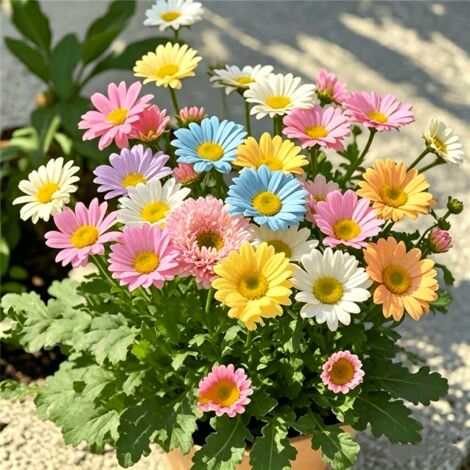 Graines de marguerites [1 paquet : 2 000 graines] — un choix idéal pour les jardins extérieurs et l'aménagement paysager. Adaptées aux jardins privés et aux plantations en extérieur.