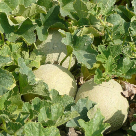Graines de Melon Charentais - Sans traitement - Vilmorin/Sachet