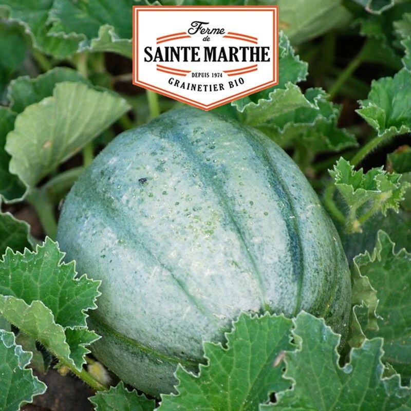 La Ferme Sainte Marthe - Melon ancien Vieille France - 15 graines