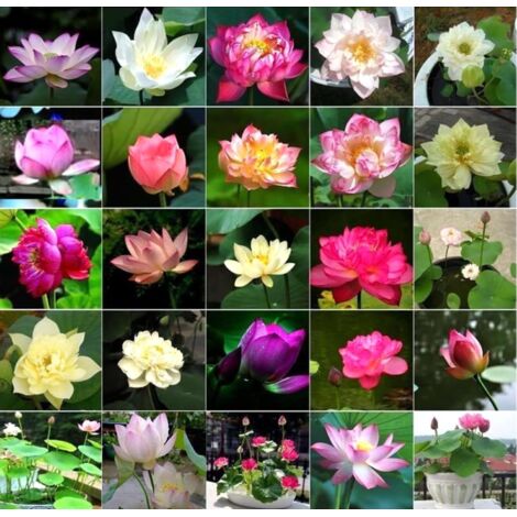 Graines de Nénuphar – 30 Graines – Mélange de Couleurs – Plante Aquatique – Idéal pour Bassin et Jardin d’Eau
