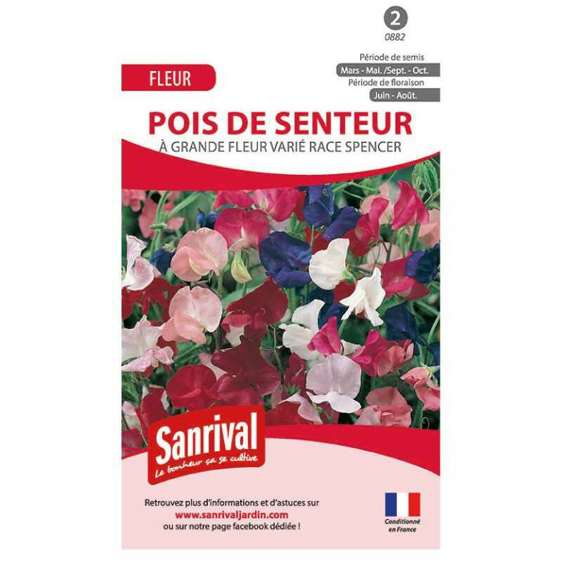 Sanrival - Graines de pois de senteur varié