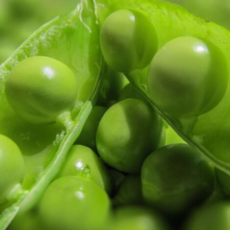 Graines de Pois Nain grain ridé Merveille de Kelvedon - Vilmorin/Boite - 20 mètres