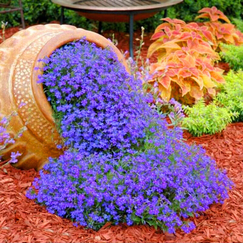 Graines de Sixbépale – 2000 graines pour jardin et potager, Graines de fleurs faciles à cultiver, Couvre-Sol Vivace, Rustique , Bleu