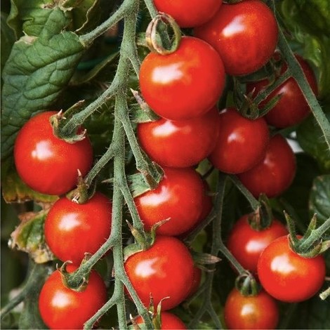 Réussir la culture des tomates