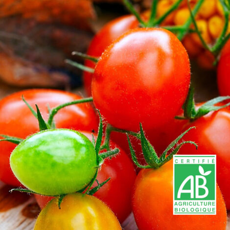 Graines de Tomate Miel du Mexique Bio/Sachet