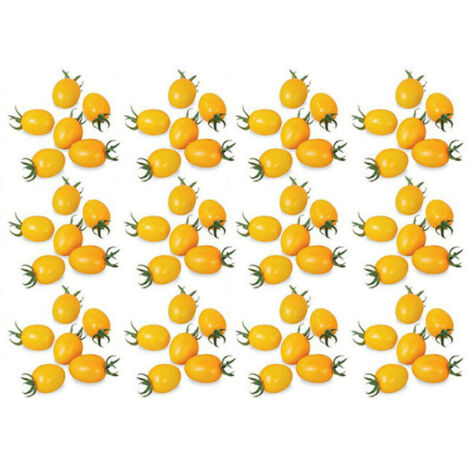 Graines de Tomates - Graines Premium - Lot de 100 graines - Variété productive pour jardin extérieur - 20g