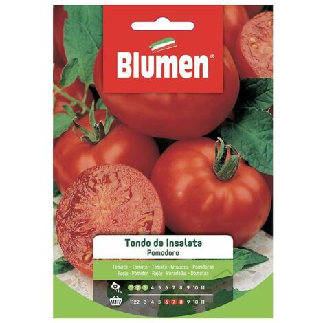 Graines de tomates rondes de salade dans une enveloppe