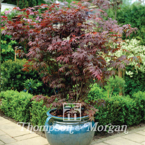 Graines d'Erable du Japon (Acer palmatum) le sachet de 30 graines (0,6g)