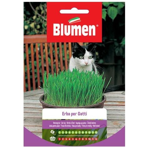 Bac à plantes pour chat + graines d'herbe à chat, boîte d'herbe à chat en  plastique, boîte de plantation de plantes de chat sans sol Plante de  pépinière Plante de chat