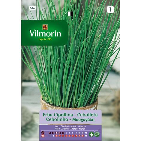 Graines d'oignon Vilmorin Ar»mes S-1 516, 1.5 gr