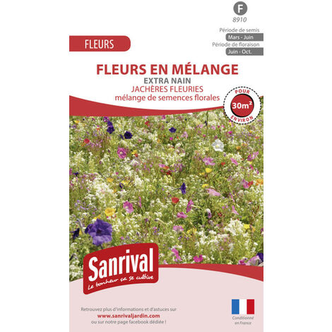 Graines Massif Extra Nain
