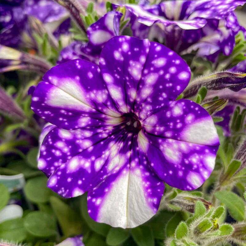 Graines Pétunia Night Sky 3000 – Idéal pour Suspensions et Jardins – Semences Annuelles Faciles