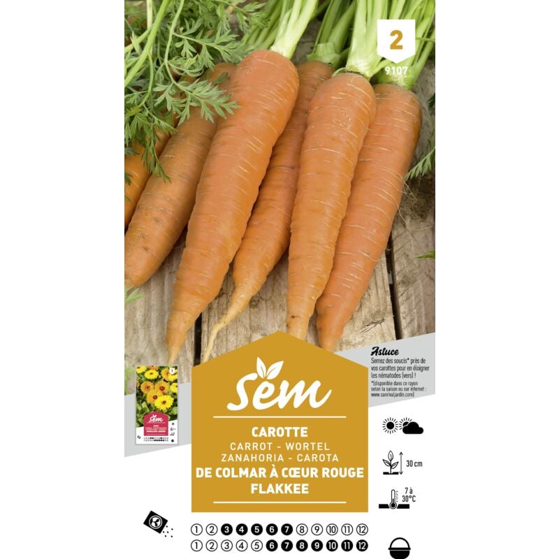 SEM - Graines potagères carotte Flakkee