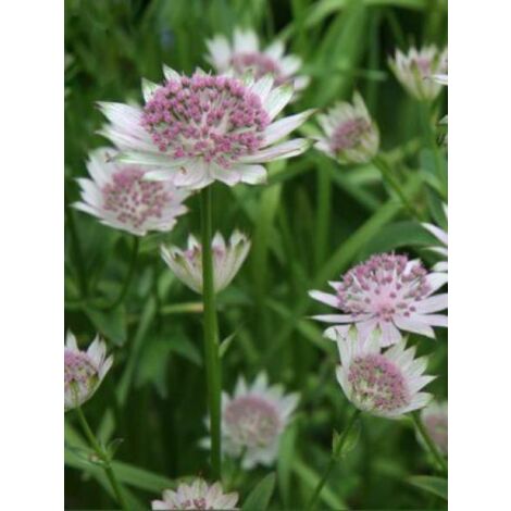 Grande Astrance 'Buckland' Godet de 8/9 cm