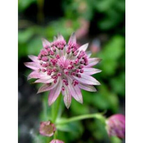 Grande Astrance 'Pink Pride' Godet de 8/9 cm