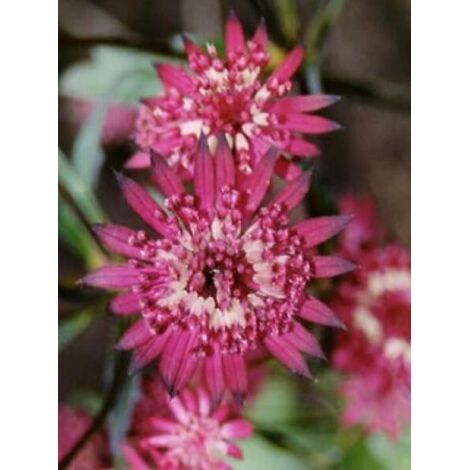 Grande Astrance 'Ruby Star'® Godet de 8/9 cm