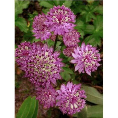 Grande Astrance 'Star of Beauty' Godet de 8/9 cm
