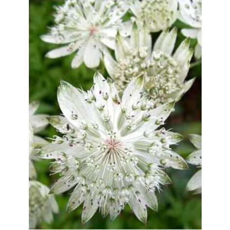 Grande Astrance 'Super Star'® Godet de 8/9 cm