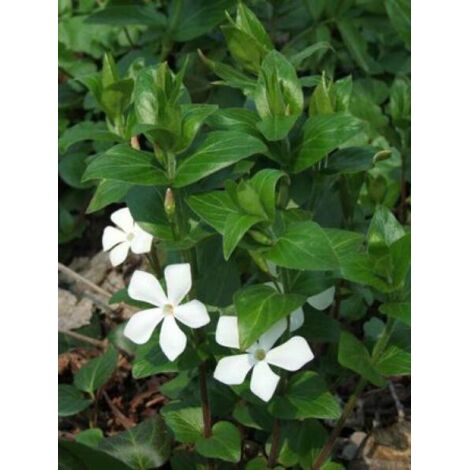 Grande pervenche 'Alba' Godet de 8/9 cm