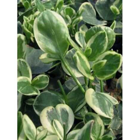 Grande pervenche 'Variegata' Godet de 8/9 cm