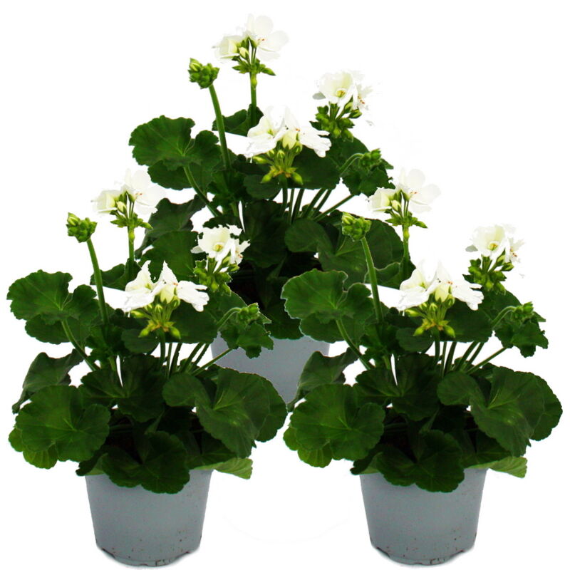 Géraniums debout - Pelargonium zonale - pot 12cm - set de 3 plantes - blanc