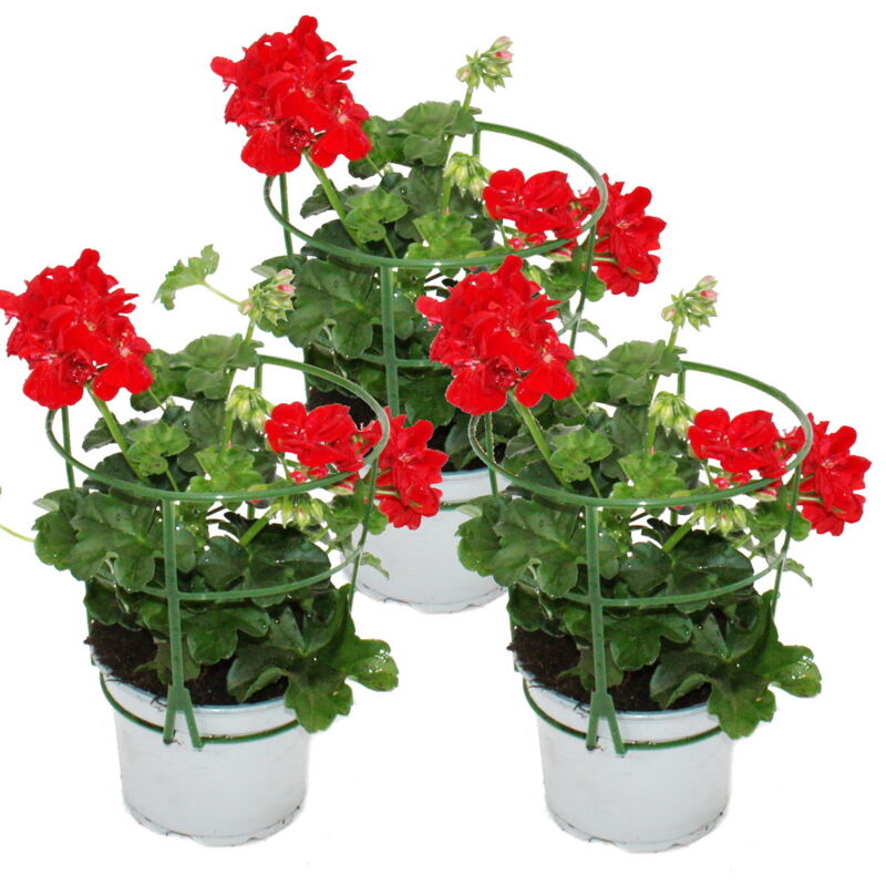 Géraniums suspendus - Pelargonium peltatum - pot 12cm - set de 3 plantes - rouge clair