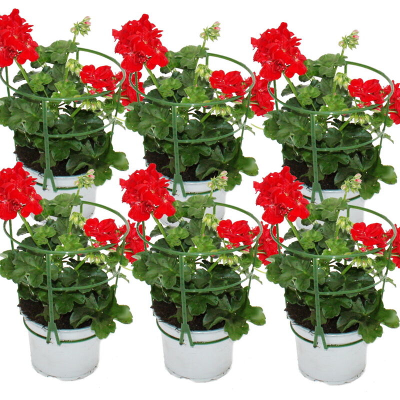 Géraniums suspendus - Pelargonium peltatum - pot 12cm - set de 6 plantes - rouge clair