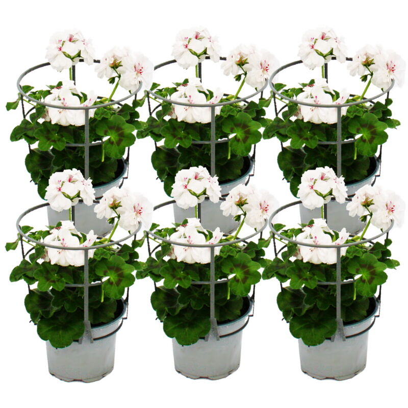 Géraniums suspendus - Pelargonium peltatum - pot 12cm - set de 6 plantes - blanc