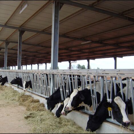 Granja de cobertizo de ganado, estructura de acero de construcción de diseño
