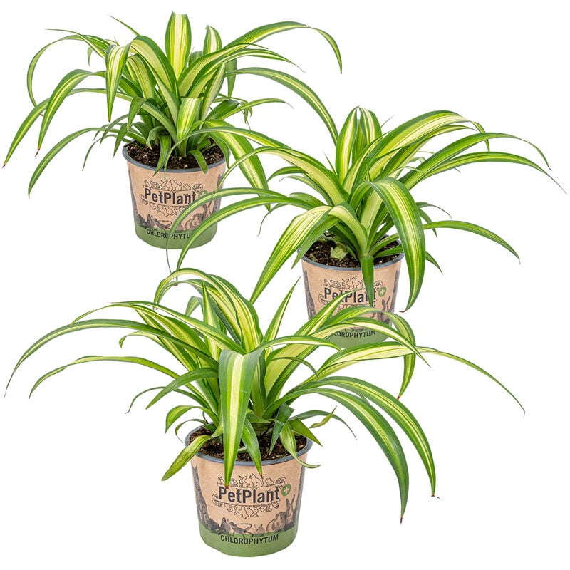 Bloomique - 3x Chlorophytum 'Hawaiian' - Animaux acceptés - Purificateur d'air - ⌀12 - ↕25 cm - Green