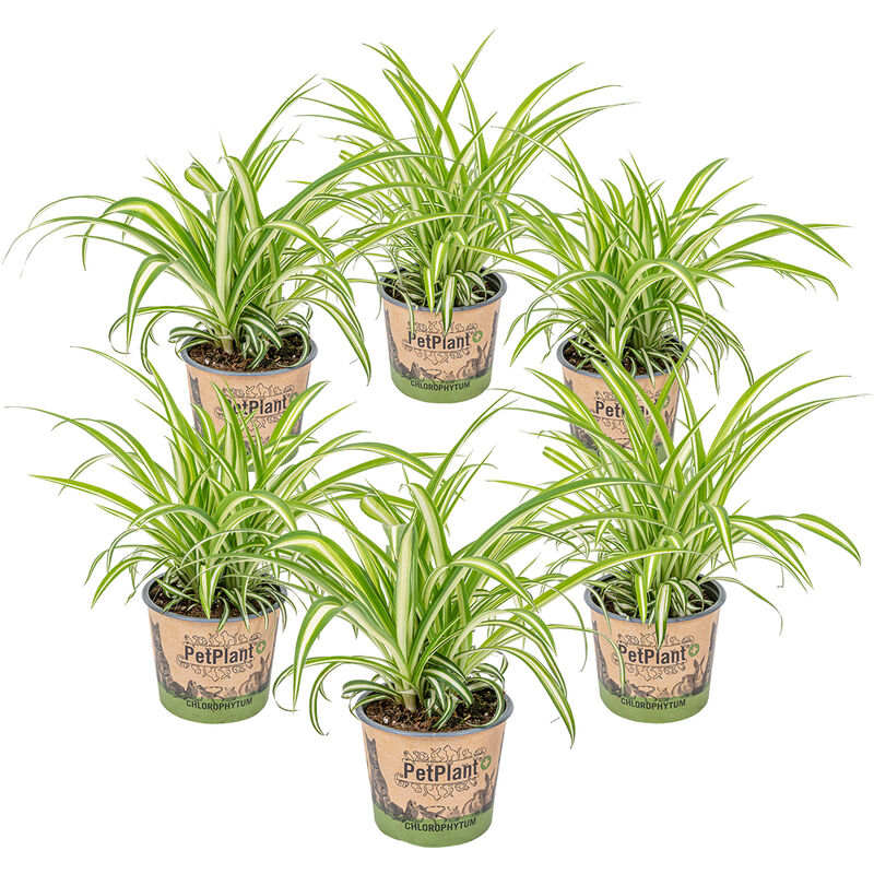 Bloomique - Nénuphar - Chlorophytum 'Variegatum' par 6 tigres - PetFriendly - Plante d'intérieur ⌀12 cm - ↕25 cm - Green