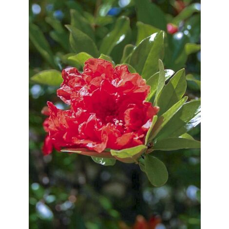 Grenadier à fleurs doubles 'Plena' Pot de 7,5L/10L