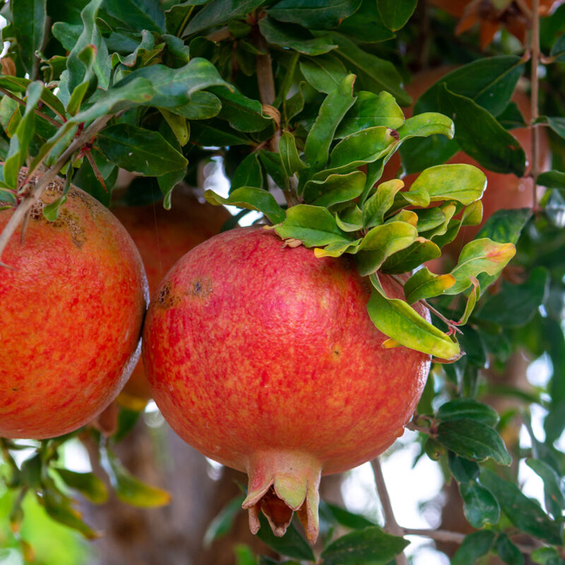 Le Jardin Du Pic Vert - Grenadier à fruits - Punica granatum Dente di leone Pot de 1,5L/2L, Touffe