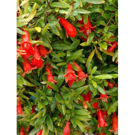 Grenadier 'Nana' Pot de 2L/3L