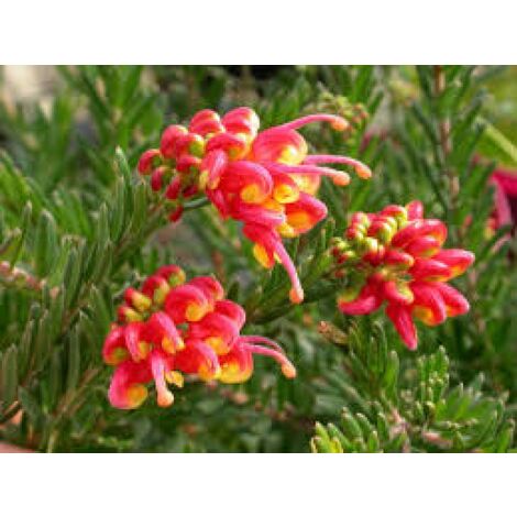 Grevillea Fireworks v24