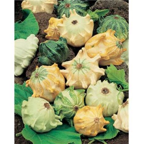 GRIFFES DU DIABLE - Graines de fleurs - 2 G