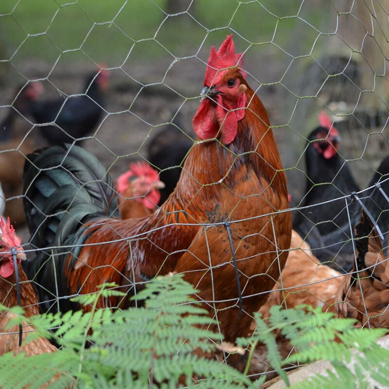 Niederberg Metall - Grillage à mailles hexagonales + Poteaux Rouleau de 15m Hauteur 0,5m Maillage 25x25mm Incl 12 Poteaux 80cm de haut Grillage