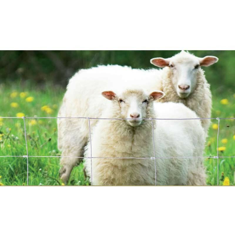 Grillage noué léger 95/9/15 type 'mouton' - Galvanisation riche - Rouleau de 50 m