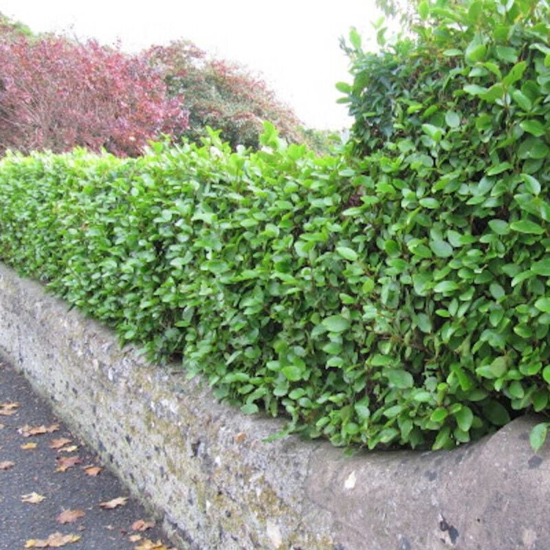 Griseline littoralis/Pot de 7,5L