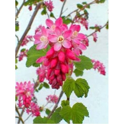 Groseillier à fleurs 'King Edward VII' Pot de 3L/4L