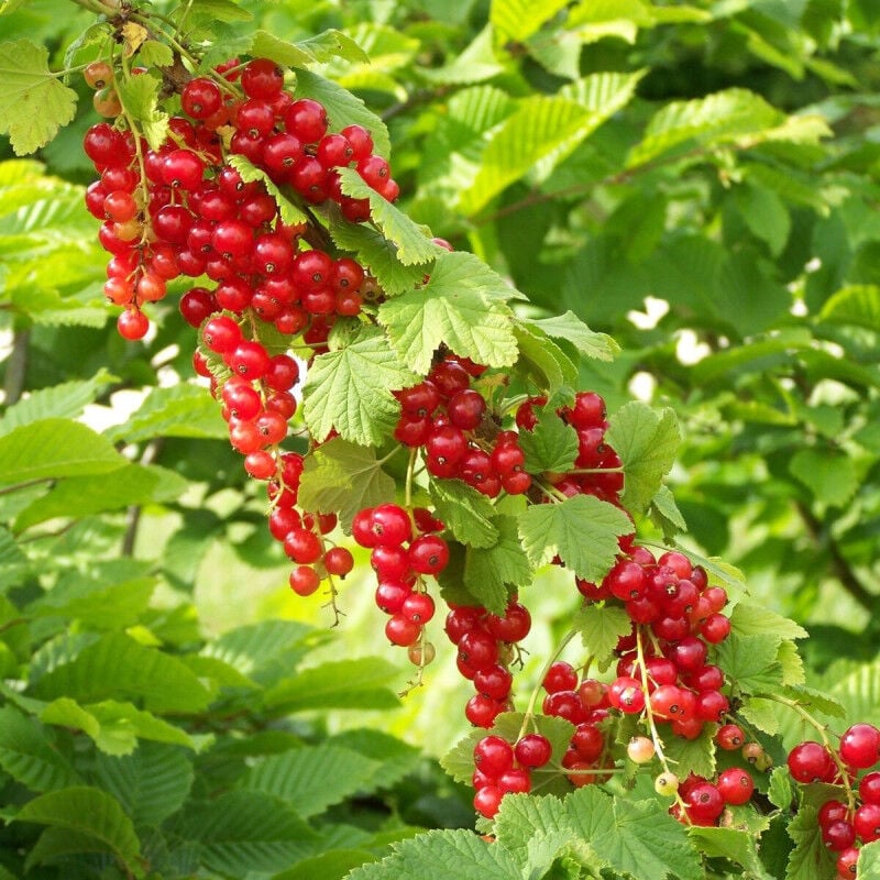 Plantes Avenue - Groseillier à grappes Junifer/Pot de 5L