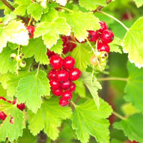 Groseillier à grappes rubrum London Market