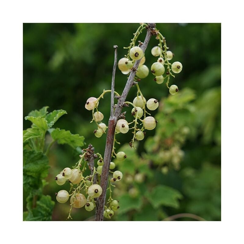 Javoy Plantes - Groseillier à grappes 'Versaillaise blanche' - ribes rubrum 1,5L