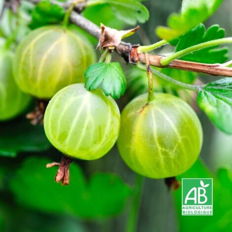 Groseillier à Maquereaux Blancs BIO - Godet 9cm - Taille 20/40cm