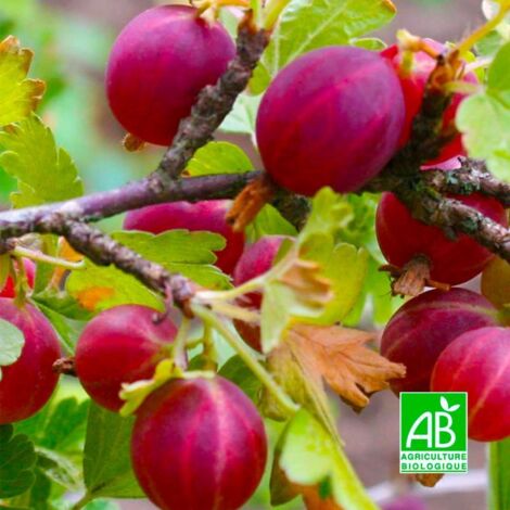 Groseillier à Maquereaux 'Captivator' - Godet 9cm - Taille 20/40cm