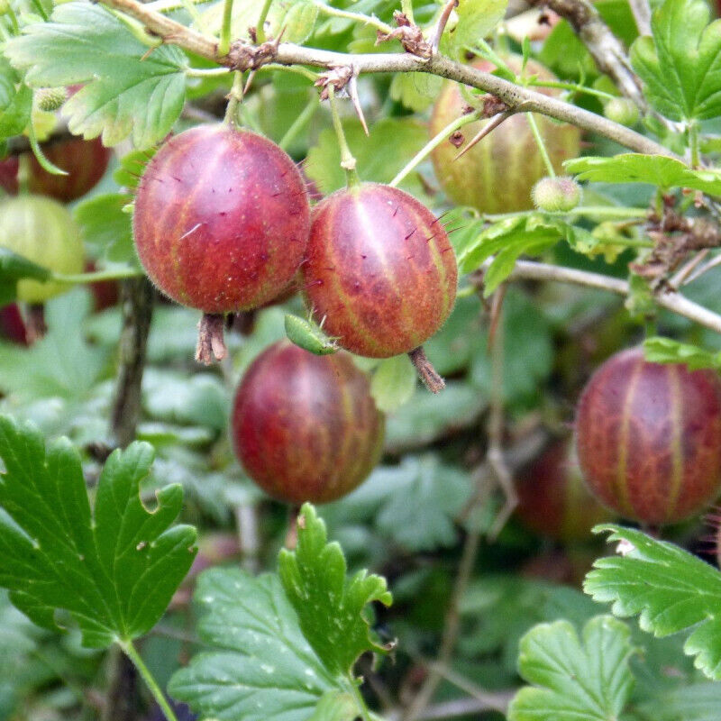 Plantes Avenue - Groseillier à maquereaux Winham's Industry/Pot de 3L