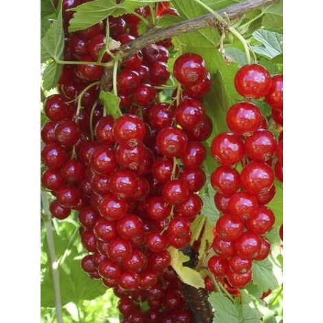 Groseillier 'Jonkheer van Tets' Pot de 1,5L/2L, Buisson