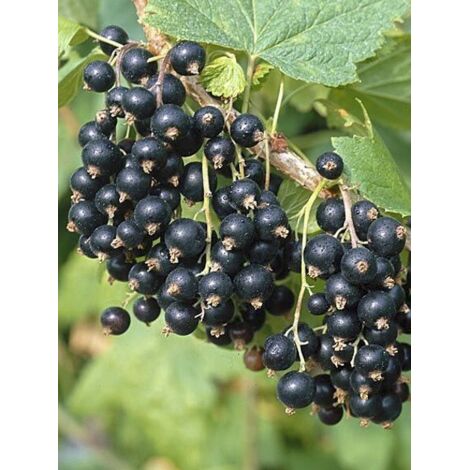 Groseillier 'Neva' Pot de 2L/3L, Buisson