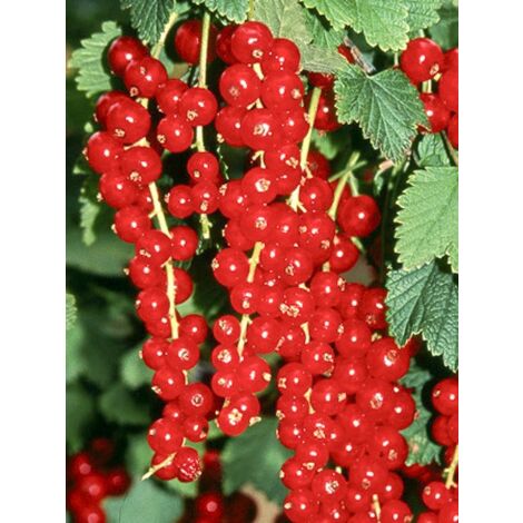 Groseillier 'Premiere Groseille Raisin Deltir' Pot de 2L/3L