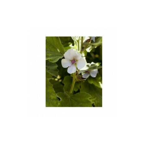 Guimauve mauve Officinale - 0,2g